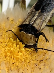 Chauliognathus inunctus