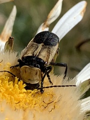 Chauliognathus inunctus