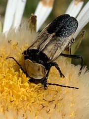 Chauliognathus inunctus