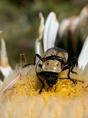 Chauliognathus inunctus