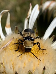 Chauliognathus inunctus