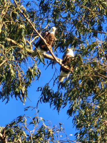 Bald Eagle photographed in California