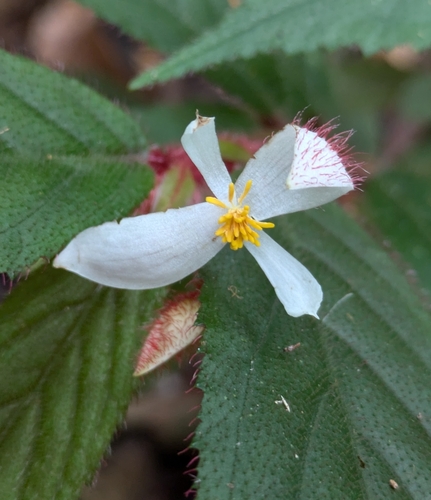 Begonia rufosericea