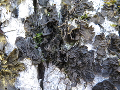 Collema subflaccidum