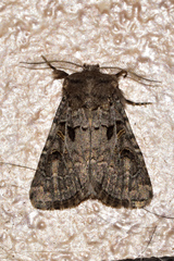 Spodoptera hipparis