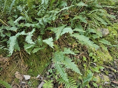 Polypodium plesiosorum