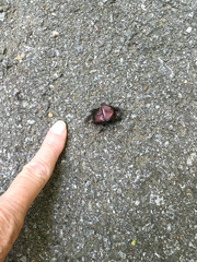 Phanaeus triangularis triangularis
