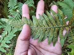 Polypodium plesiosorum, photograph (c) Liliana Ramírez-Freire, some rights reserved (CC BY)