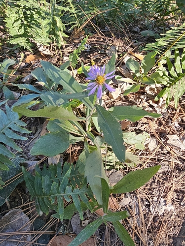 Carneros aster (Symphyotrichum carnerosanum)