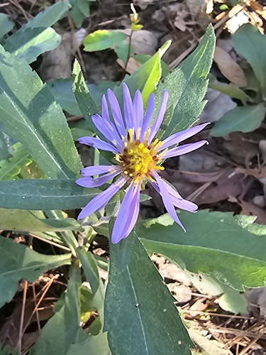 Image of Symphyotrichum carnerosanum by (c) Liliana Ramírez-Freire, some rights reserved (CC BY)