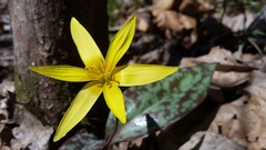 Erythronium rostratum