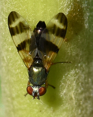 Chaetopsis fulvifrons
