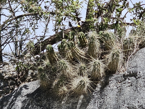 Echinocereus viereckii
