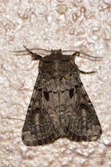 Spodoptera hipparis