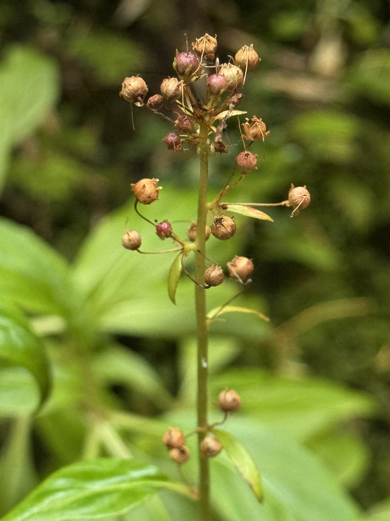 Lysimachia sertulata; photograph Cody Hinchliff, CC BY, iNaturalist via GBIF