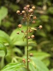 Lysimachia sertulata