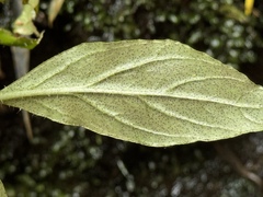 Cody Hinchliff, CC BY, iNaturalist via GBIF Lysimachia sertulata, photograph Cody Hinchliff, CC BY, iNaturalist via GBIF