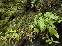 Cody Hinchliff, CC BY, iNaturalist via GBIF Lysimachia sertulata, photograph Cody Hinchliff, CC BY, iNaturalist via GBIF