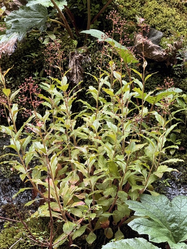 Lysimachia sertulata, photograph 2