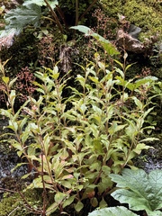 Cody Hinchliff, CC BY, iNaturalist via GBIF Lysimachia sertulata, photograph Cody Hinchliff, CC BY, iNaturalist via GBIF