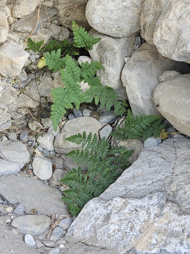 Rival Lipfern (Myriopteris aemula)