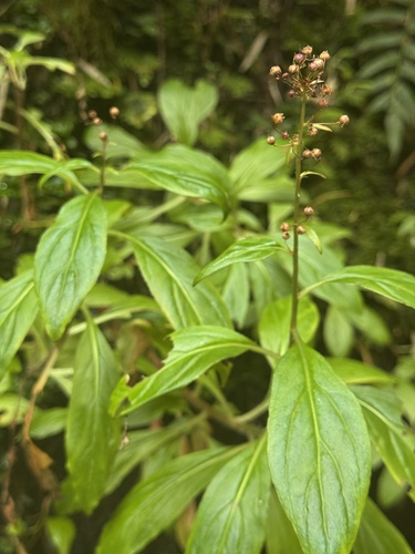 Lysimachia sertulata, photograph 4