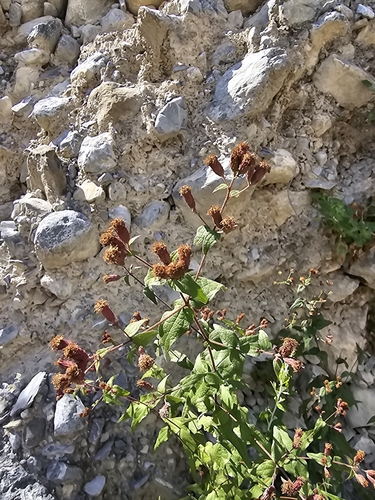 Bigelow's Thoroughwort (Chromolaena bigelovii)