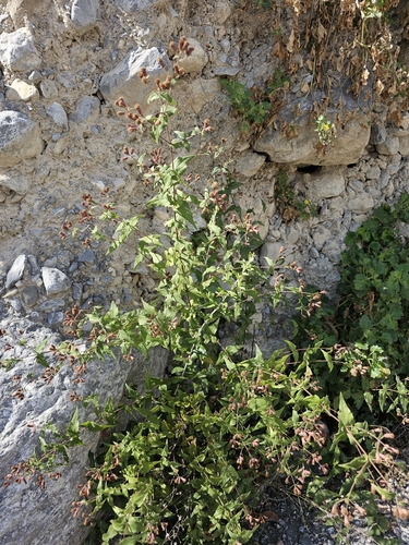 Image of Bigelow's Thoroughwort (Chromolaena bigelovii) by (c) Liliana Ramírez-Freire, some rights reserved (CC BY)