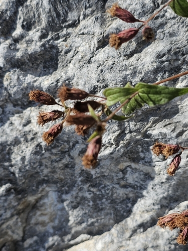 Image of Bigelow's Thoroughwort (Chromolaena bigelovii) by (c) Liliana Ramírez-Freire, some rights reserved (CC BY)