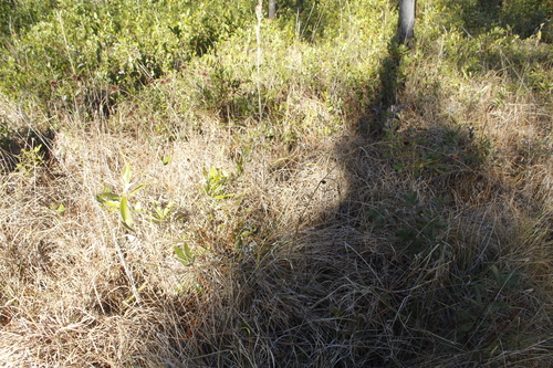 Image of Rhynchospora cephalantha by (c) Alex Karasoulos, some rights reserved (CC BY)