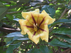 Solandra