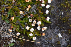 Harrimanella hypnoides