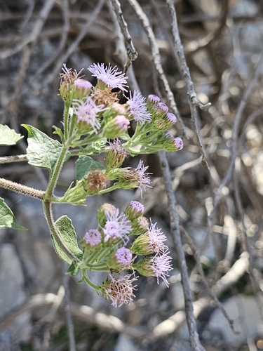 Image of Tamaulipa azurea by (c) Liliana Ramírez-Freire, some rights reserved (CC BY)