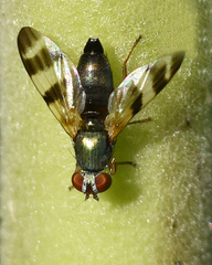 Chaetopsis fulvifrons