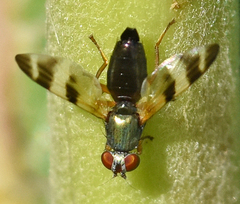 Chaetopsis fulvifrons