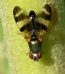 Chaetopsis fulvifrons