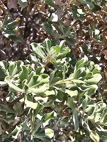 Texas Sage (Leucophyllum langmaniae)