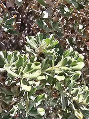 Texas Sage (Leucophyllum langmaniae)