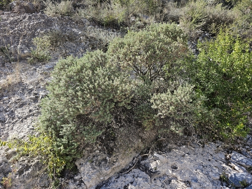 Image of Leucophyllum langmaniae by (c) Liliana Ramírez-Freire, some rights reserved (CC BY)