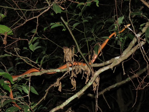 Brown Tree Snake sighting