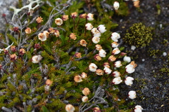 Harrimanella hypnoides