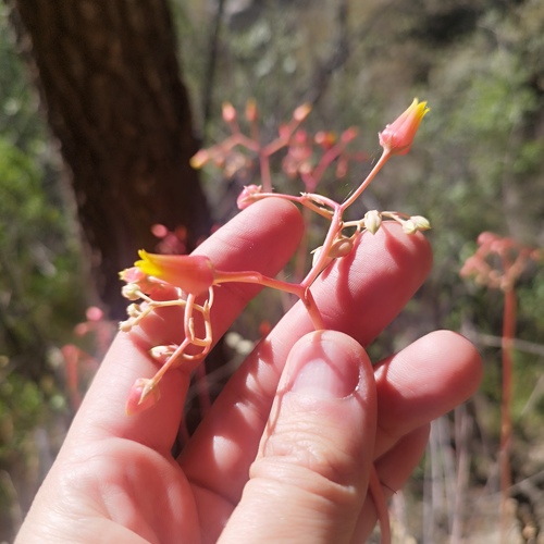 Foto de Echeveria