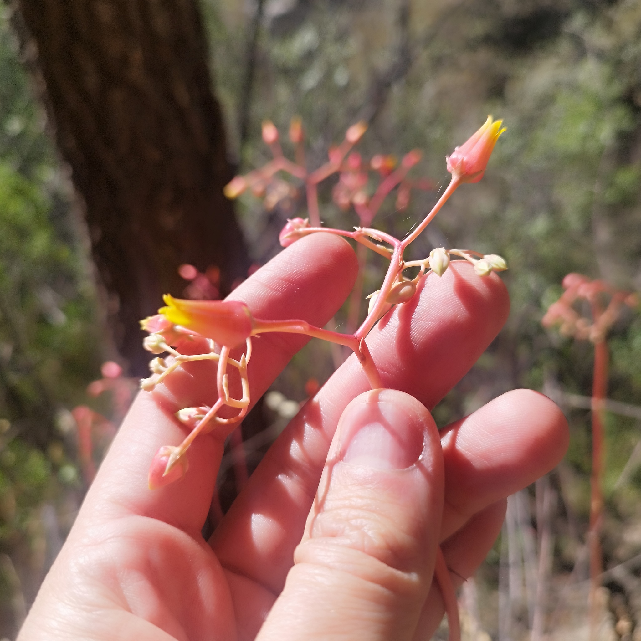 Imagem de Echeveria