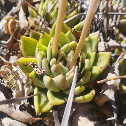 Echeveria