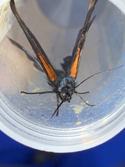 Noctuoidea