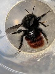 Bombus