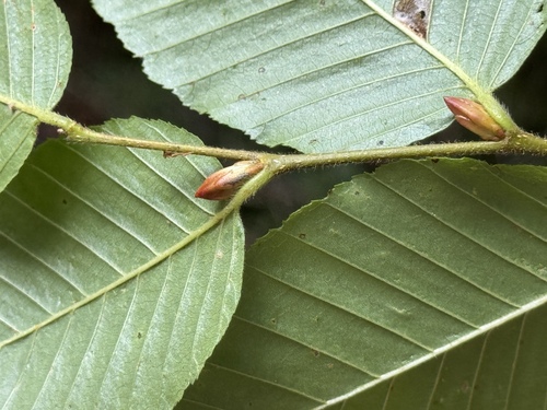 Rauli