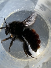 Bombus