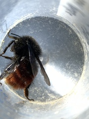 Bombus