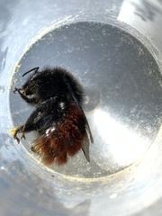 Bombus